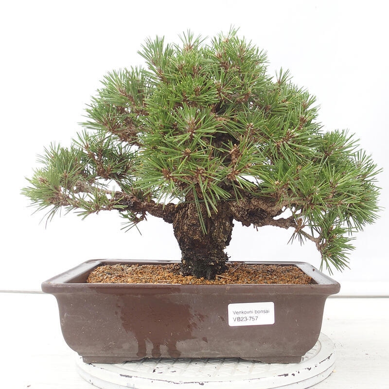 Outdoor-Bonsai - Pinus thunbergii - Thunbergkiefer