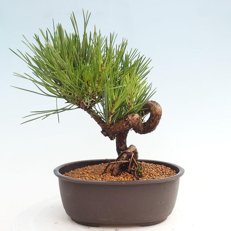 Bonsai im Freien - Pinus thunbergii - Thunbergia-Kiefer