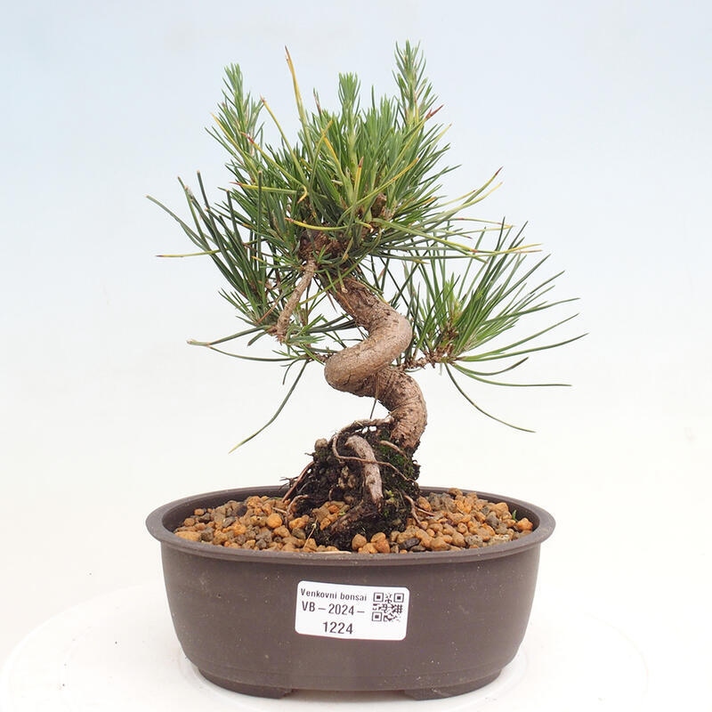 Bonsai im Freien - Pinus thunbergii - Thunbergia-Kiefer