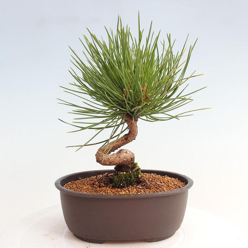 Bonsai im Freien - Pinus thunbergii - Thunbergia-Kiefer