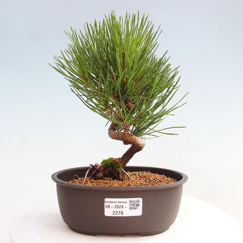 Bonsai im Freien - Pinus thunbergii - Thunbergia-Kiefer