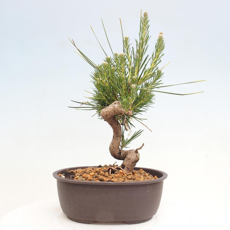 Bonsai im Freien - Pinus thunbergii - Thunbergia-Kiefer