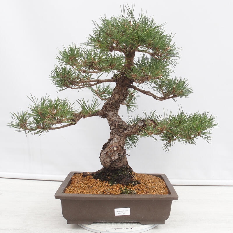 Outdoor-Bonsai - Pinus thunbergii - Thunbergkiefer