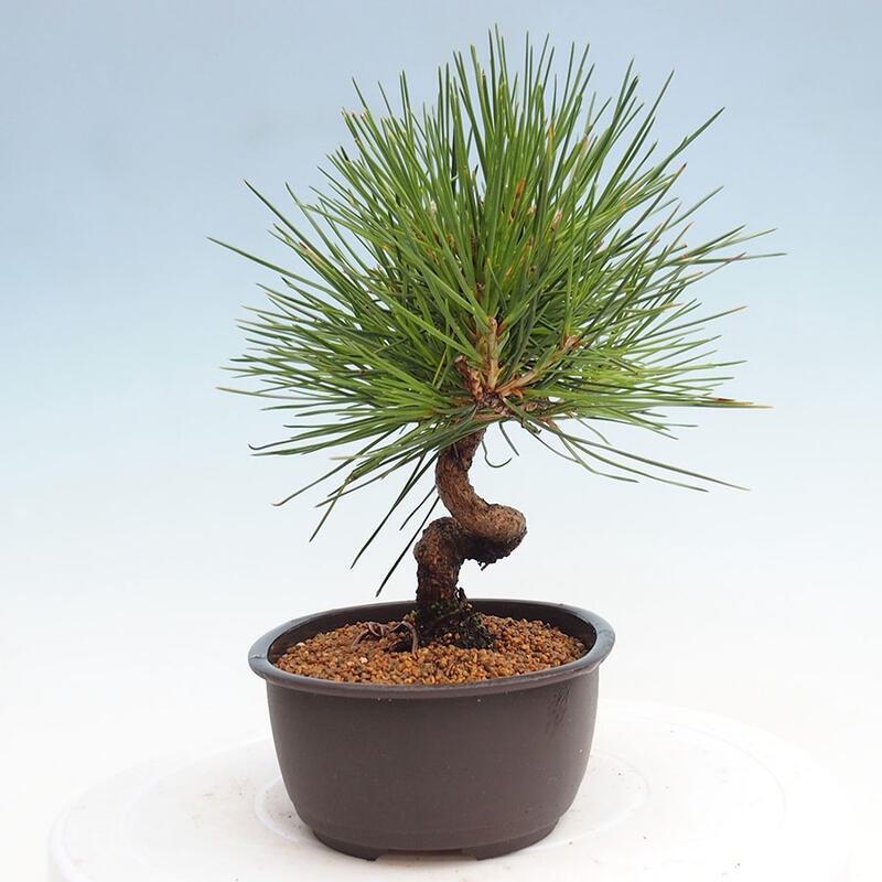 Bonsai im Freien - Pinus thunbergii - Thunbergia-Kiefer