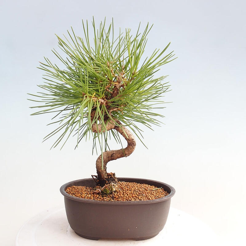 Bonsai im Freien - Pinus thunbergii - Thunbergia-Kiefer