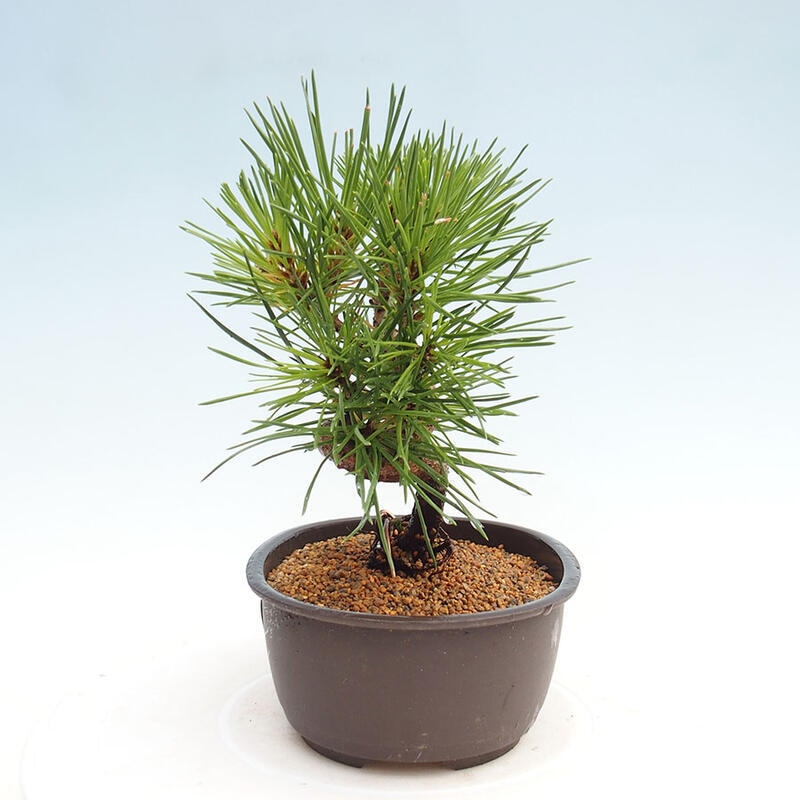 Bonsai im Freien - Pinus thunbergii - Thunbergia-Kiefer