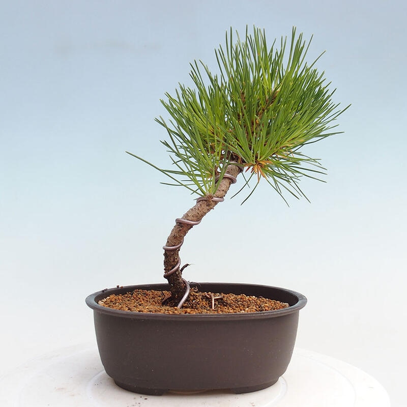 Bonsai im Freien - Pinus thunbergii - Thunbergia-Kiefer