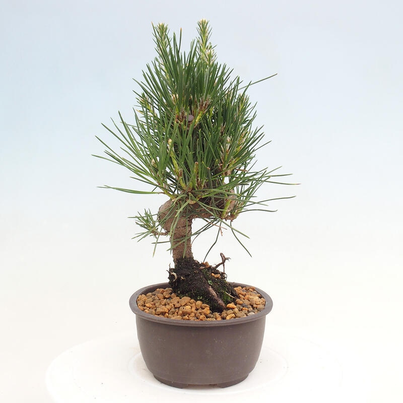 Bonsai im Freien - Pinus thunbergii - Thunbergia-Kiefer