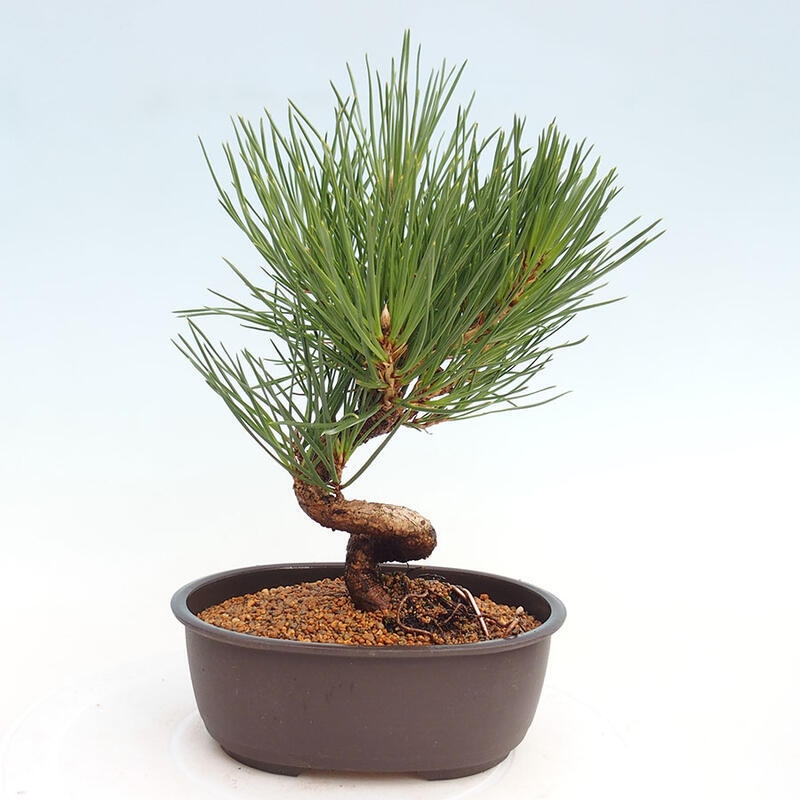 Bonsai im Freien - Pinus thunbergii - Thunbergia-Kiefer