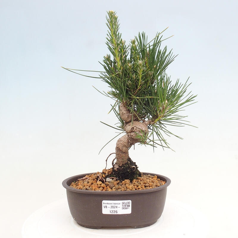 Bonsai im Freien - Pinus thunbergii - Thunbergia-Kiefer