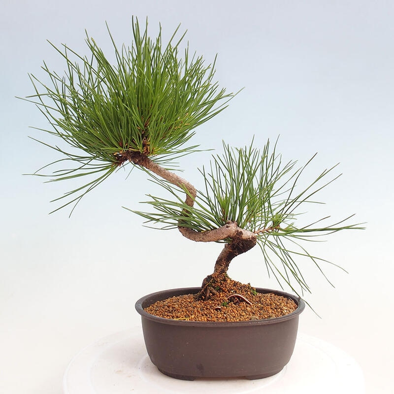 Bonsai im Freien - Pinus thunbergii - Thunbergia-Kiefer