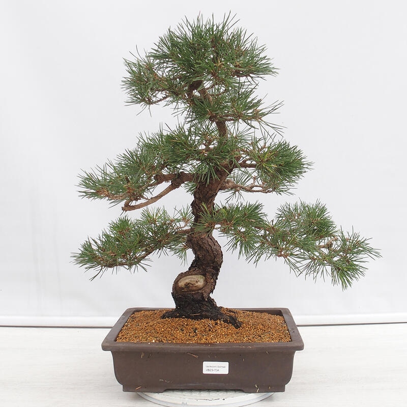 Outdoor-Bonsai - Pinus thunbergii - Thunbergkiefer