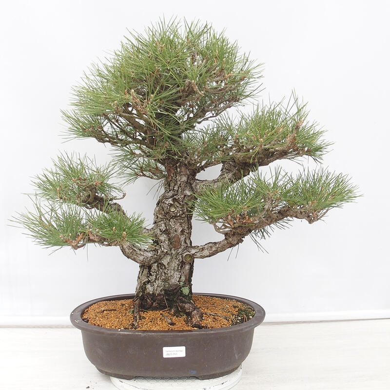 Outdoor-Bonsai - Pinus thunbergii - Thunbergkiefer