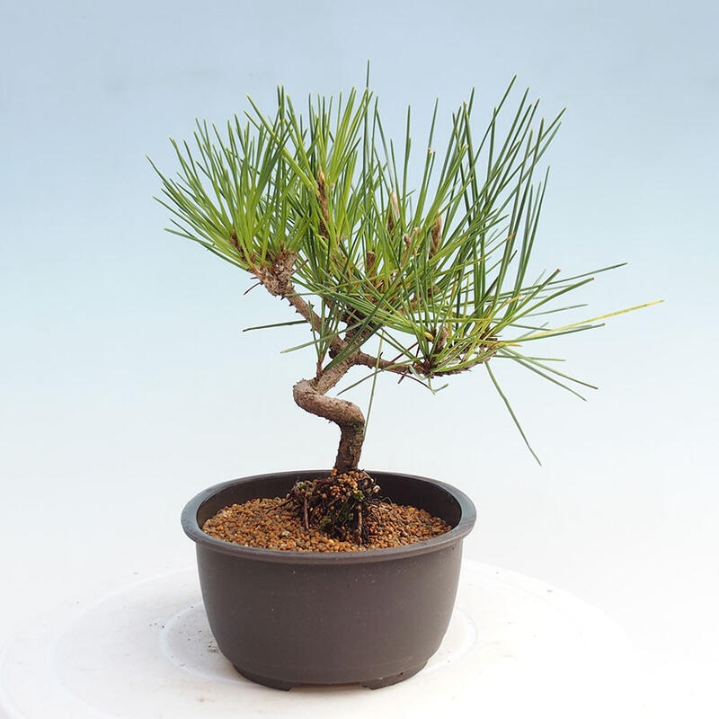 Bonsai im Freien - Pinus thunbergii - Thunbergia-Kiefer