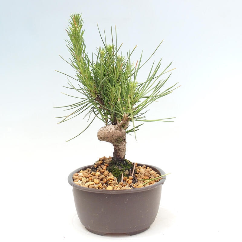 Bonsai im Freien - Pinus thunbergii - Thunbergia-Kiefer