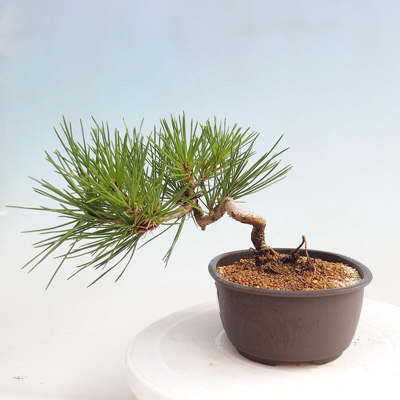 Bonsai im Freien - Pinus thunbergii - Thunbergia-Kiefer