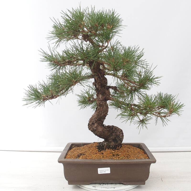 Outdoor-Bonsai - Pinus thunbergii - Thunbergkiefer