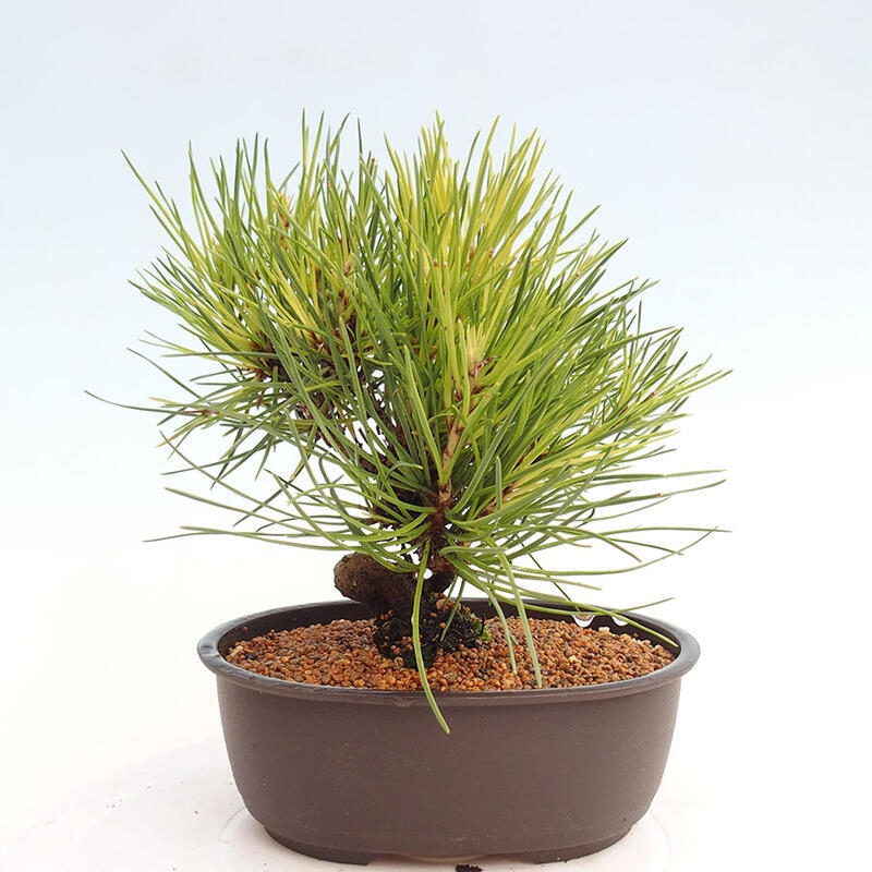 Bonsai im Freien - Pinus thunbergii - Thunbergia-Kiefer