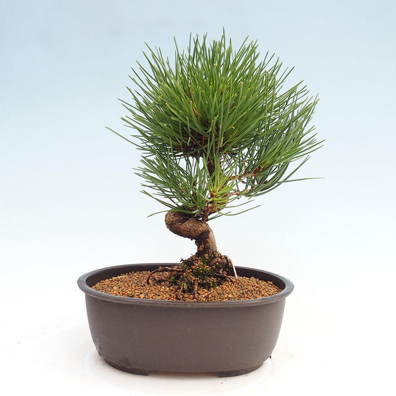 Bonsai im Freien - Pinus thunbergii - Thunbergia-Kiefer