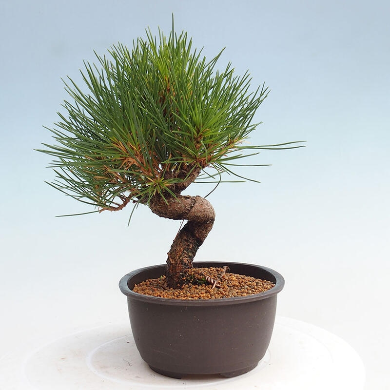 Bonsai im Freien - Pinus thunbergii - Thunbergia-Kiefer