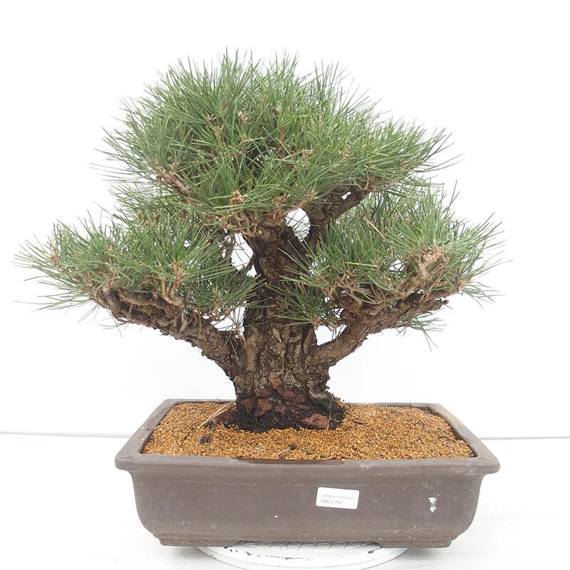 Outdoor-Bonsai - Pinus thunbergii - Thunbergkiefer