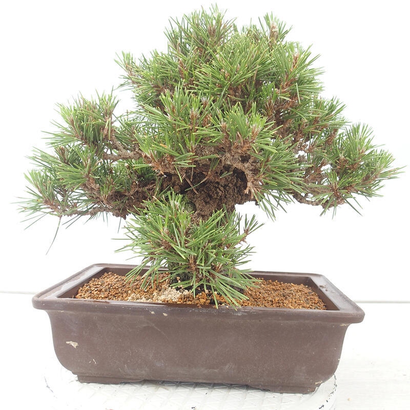 Outdoor-Bonsai - Pinus thunbergii - Thunbergkiefer