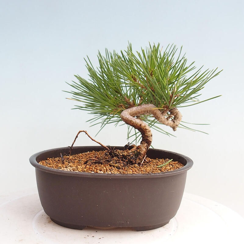 Bonsai im Freien - Pinus thunbergii - Thunbergia-Kiefer