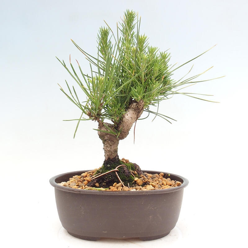 Bonsai im Freien - Pinus thunbergii - Thunbergia-Kiefer