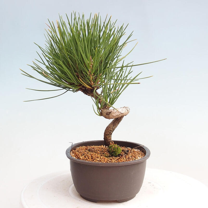 Bonsai im Freien - Pinus thunbergii - Thunbergia-Kiefer