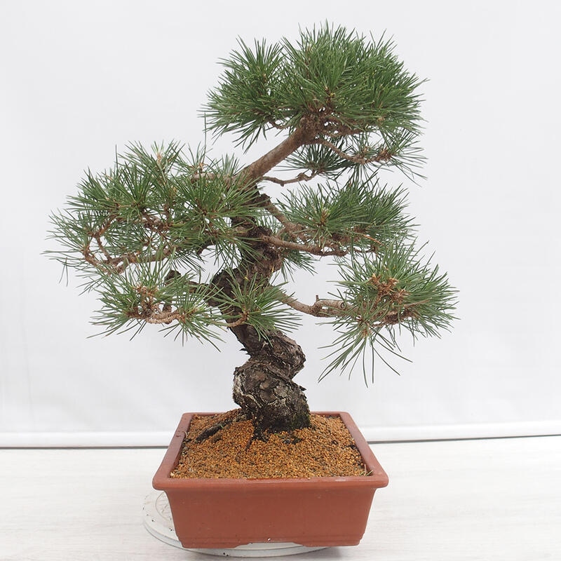 Outdoor-Bonsai - Pinus thunbergii - Thunbergkiefer