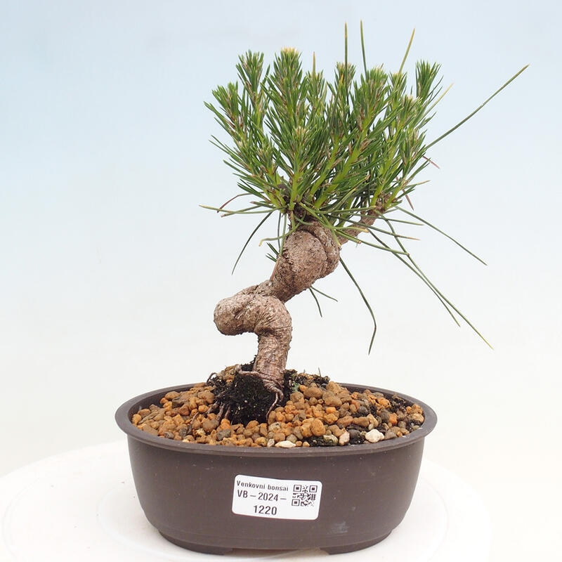 Bonsai im Freien - Pinus thunbergii - Thunbergia-Kiefer