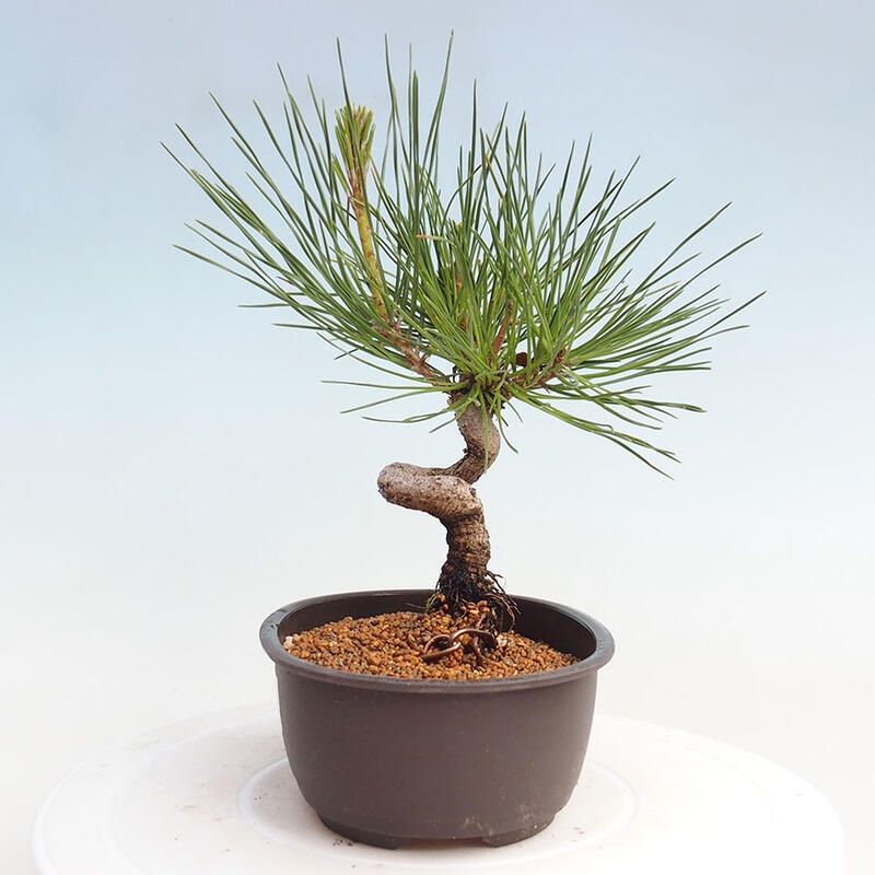 Bonsai im Freien - Pinus thunbergii - Thunbergia-Kiefer