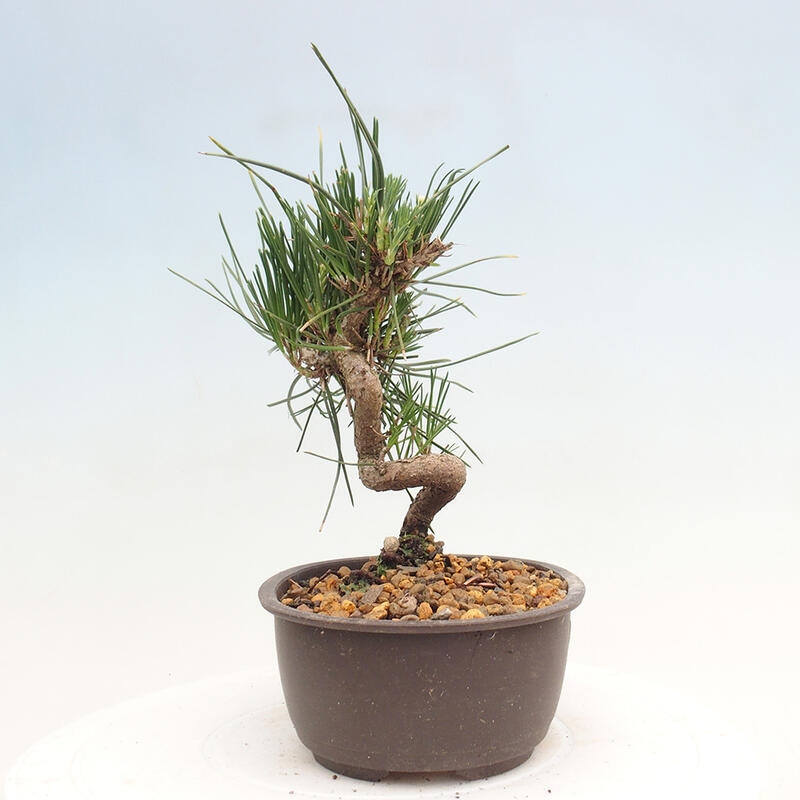 Bonsai im Freien - Pinus thunbergii - Thunbergia-Kiefer