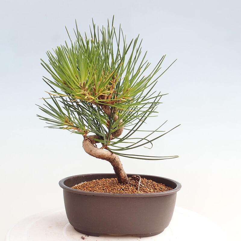 Bonsai im Freien - Pinus thunbergii - Thunbergia-Kiefer