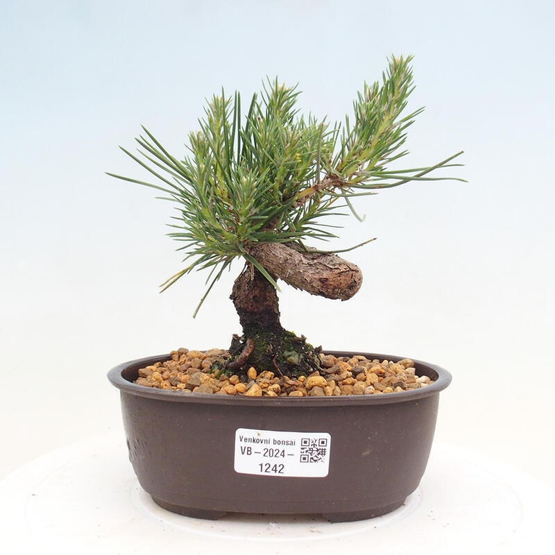 Bonsai im Freien - Pinus thunbergii - Thunbergia-Kiefer