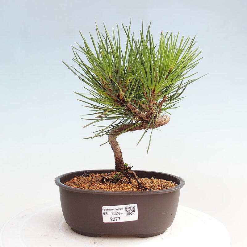 Bonsai im Freien - Pinus thunbergii - Thunbergia-Kiefer