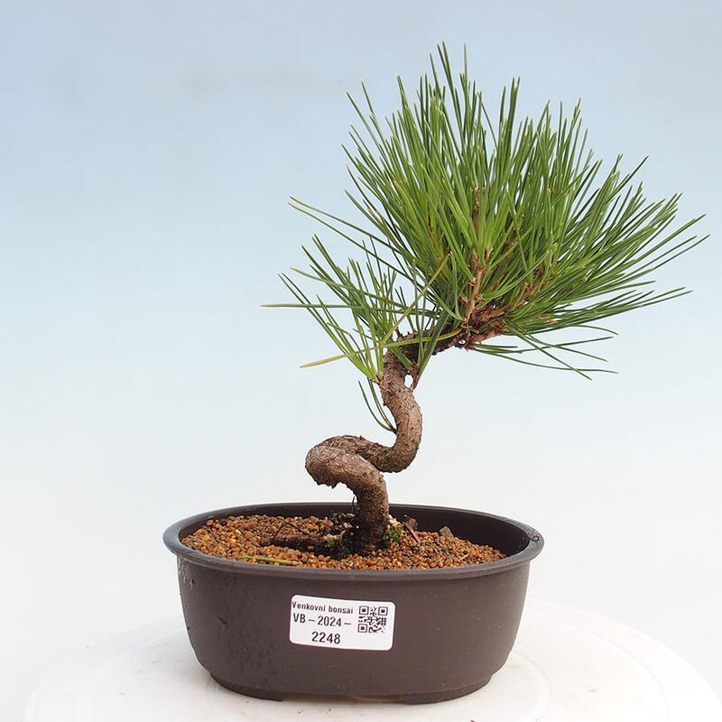 Bonsai im Freien - Pinus thunbergii - Thunbergia-Kiefer