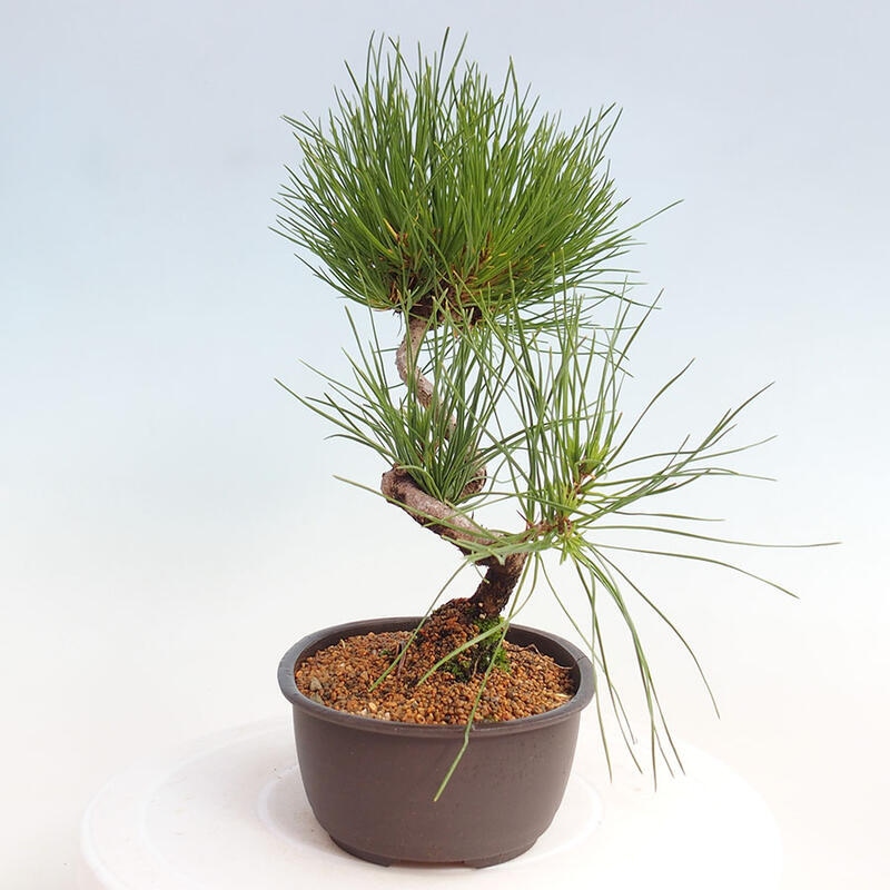 Bonsai im Freien - Pinus thunbergii - Thunbergia-Kiefer