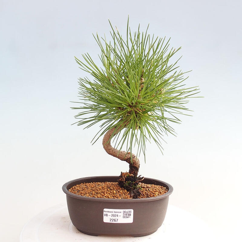 Bonsai im Freien - Pinus thunbergii - Thunbergia-Kiefer