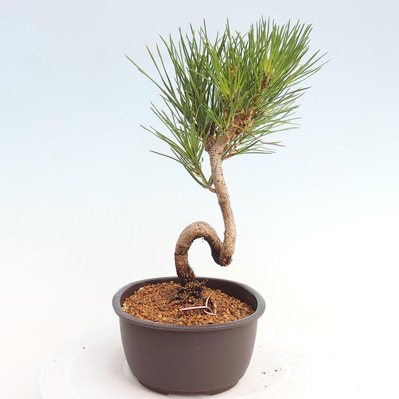 Bonsai im Freien - Pinus thunbergii - Thunbergia-Kiefer