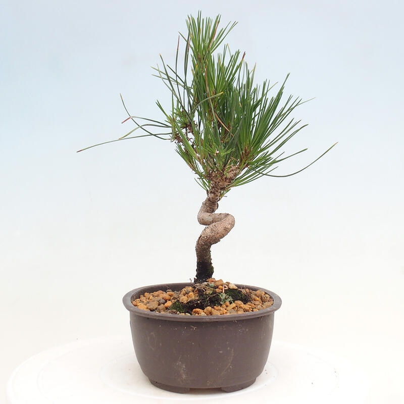 Bonsai im Freien - Pinus thunbergii - Thunbergia-Kiefer