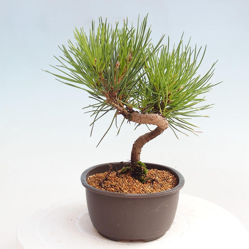 Bonsai im Freien - Pinus thunbergii - Thunbergia-Kiefer