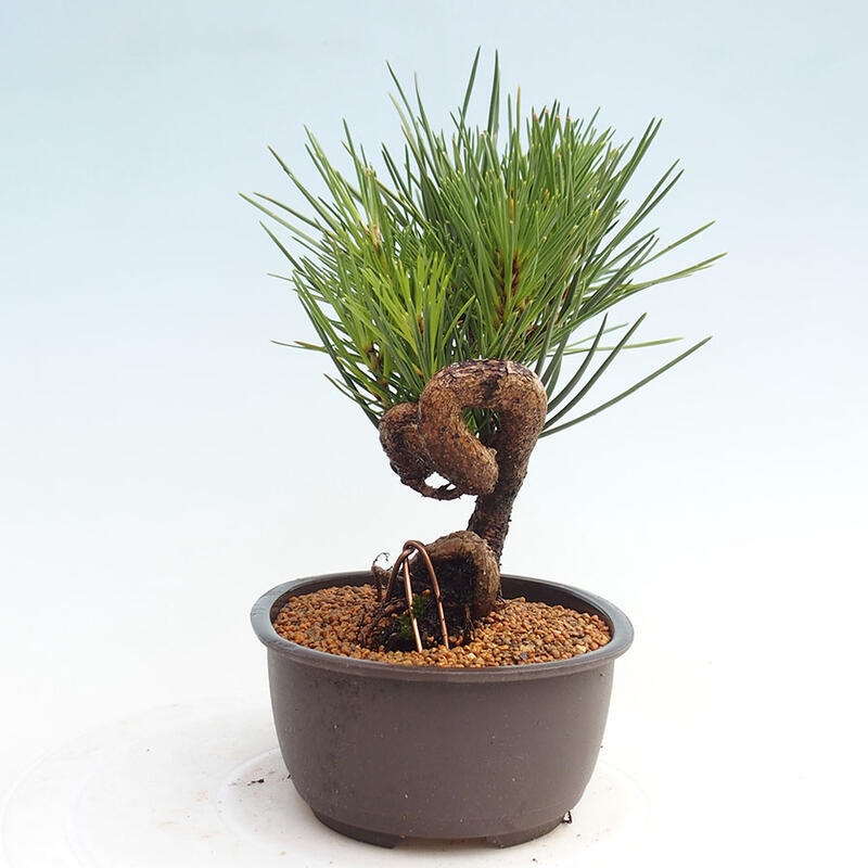 Bonsai im Freien - Pinus thunbergii - Thunbergia-Kiefer