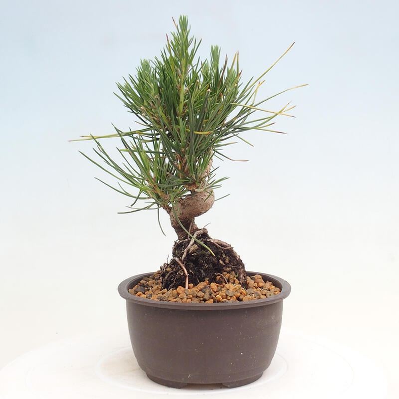 Bonsai im Freien - Pinus thunbergii - Thunbergia-Kiefer