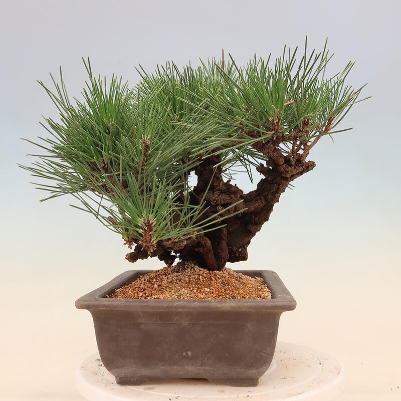 Outdoor-Bonsai - Pinus thunbergii corticosa - Kork Kiefer