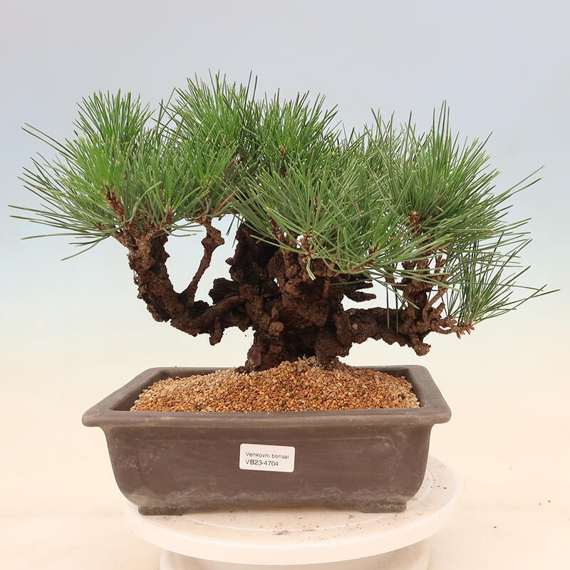 Outdoor-Bonsai - Pinus thunbergii corticosa - Kork Kiefer