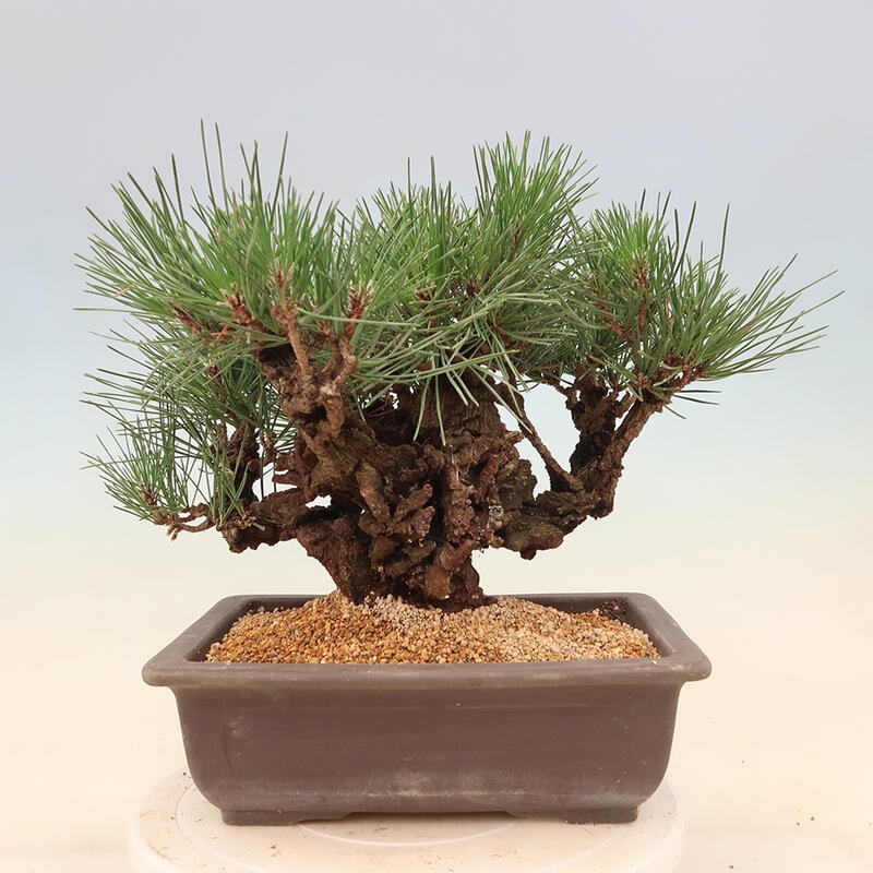 Outdoor-Bonsai - Pinus thunbergii corticosa - Kork Kiefer