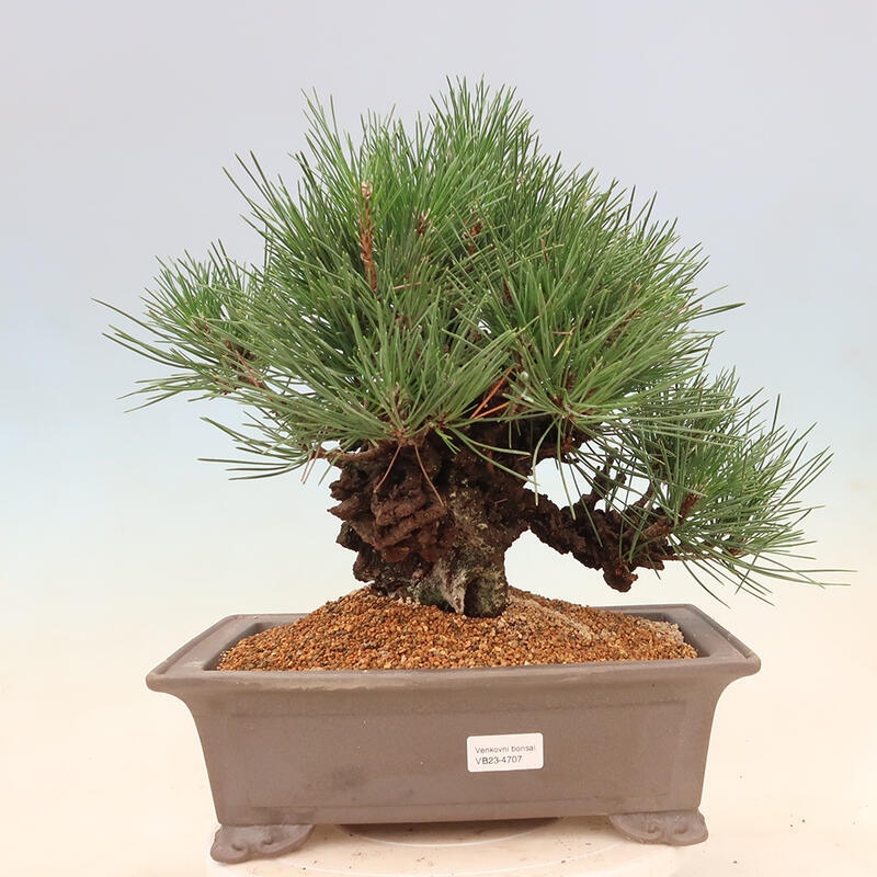 Outdoor-Bonsai - Pinus thunbergii corticosa - Kork Kiefer