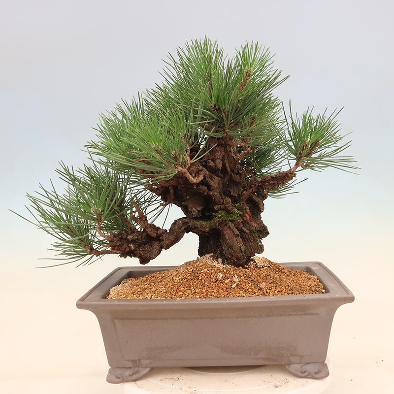 Outdoor-Bonsai - Pinus thunbergii corticosa - Kork Kiefer