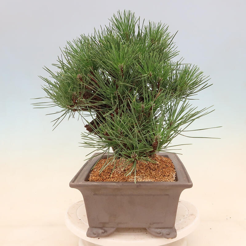 Outdoor-Bonsai - Pinus thunbergii corticosa - Kork Kiefer